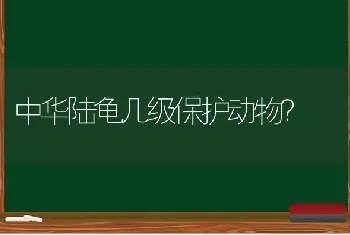 中华陆龟几级保护动物？