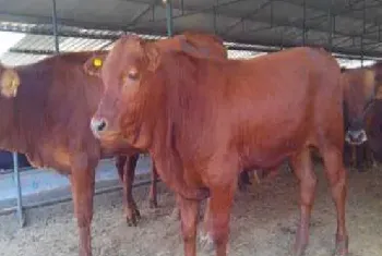 提高肉牛采食量的方法