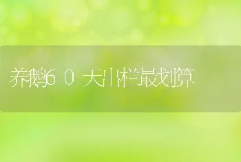 养鹅60天出栏最划算