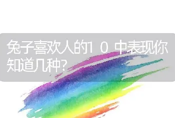 兔子喜欢人的10中表现你知道几种？