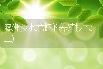 澳洲淡水龙虾的养殖技术(上)