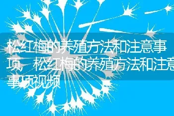 松红梅的养殖方法和注意事项，松红梅的养殖方法和注意事项视频