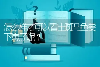 怎么样才可以看出斑马鱼要下崽了呢？