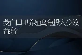 茭白田里养殖乌龟投入少效益高