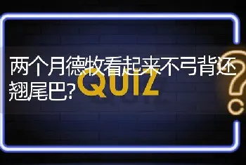 两个月德牧看起来不弓背还翘尾巴？