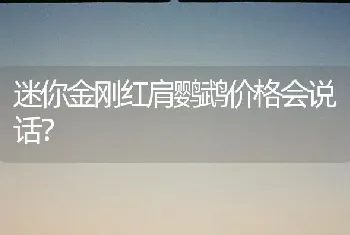 迷你金刚红肩鹦鹉价格会说话？