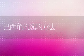 巴西龟的选购方法