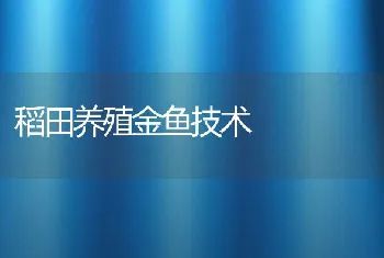 稻田养殖金鱼技术