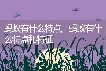 蚂蚁有什么特点，蚂蚁有什么特点和特征