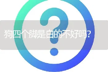 狗四个脚是白的不好吗？