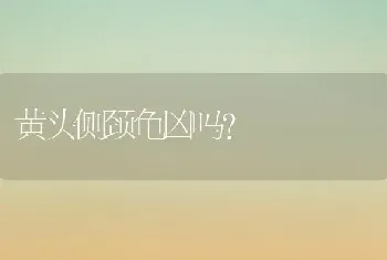 黄头侧颈龟凶吗？