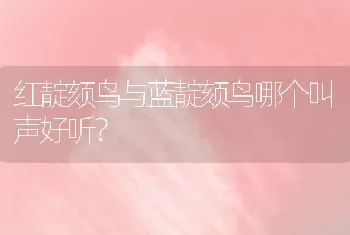 红靛颏鸟与蓝靛颏鸟哪个叫声好听？