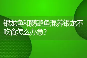 银龙鱼和鹦鹉鱼混养银龙不吃食怎么办急？