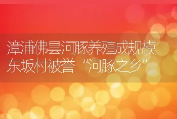 漳浦佛昙河豚养殖成规模 东坂村被誉“河豚之乡”