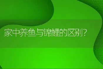 家中养鱼与锦鲤的区别？