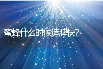 蜜蜂什么时候造脾快？