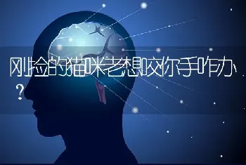 哈士奇为什么两个眼睛不一样？