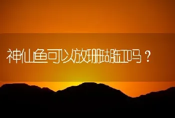 神仙鱼可以放珊瑚缸吗？