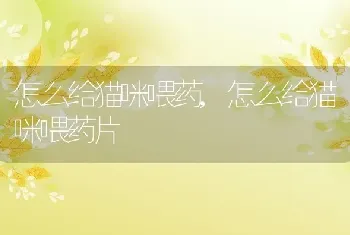 怎么给猫咪喂药，怎么给猫咪喂药片