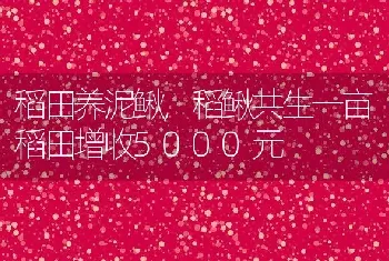 稻田养泥鳅,稻鳅共生一亩稻田增收5000元