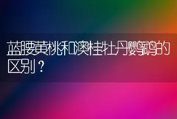 蓝腰黄桃和澳桂牡丹鹦鹉的区别？