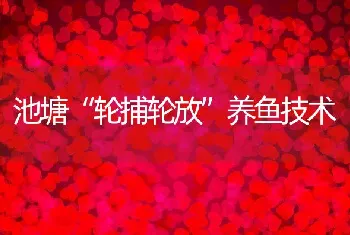 池塘轮捕轮放养鱼技术