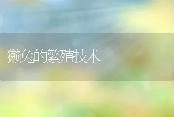 獭兔的繁殖技术