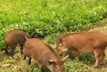 养野猪种菊花护林员靠林下经济增收