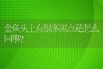 金鱼头上有很多黑点是怎么回事？