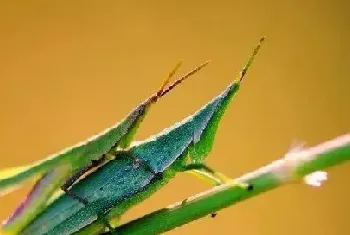 怎样建蚂蚱养殖大棚