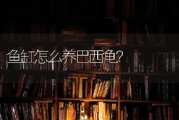 鱼缸怎么养巴西龟？