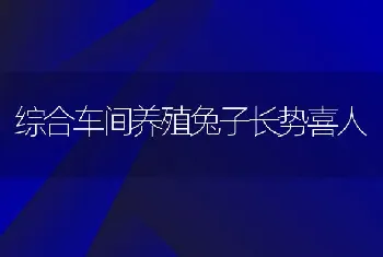 综合车间养殖兔子长势喜人