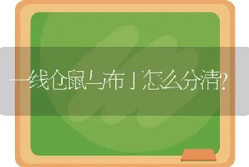 一线仓鼠与布丁怎么分清？