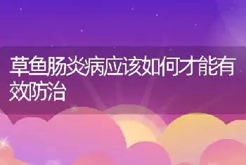 草鱼肠炎病应该如何才能有效防治