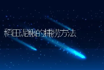 稻田泥鳅的捕捞方法