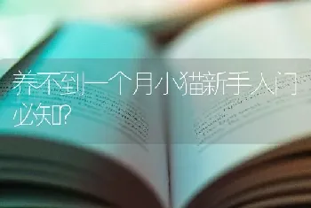 博美俊介,比熊,泰迪哪个更好？