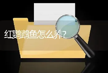 迷你鹦鹉鱼几个月能分公母？