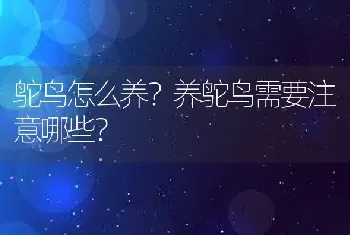 鸵鸟怎么养？养鸵鸟需要注意哪些？