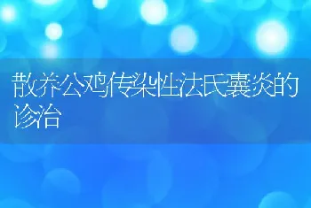 散养公鸡传染性法氏囊炎的诊治