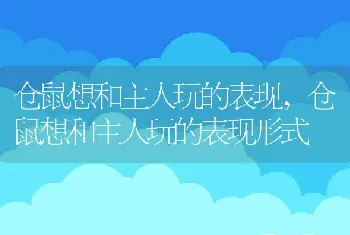 仓鼠想和主人玩的表现，仓鼠想和主人玩的表现形式