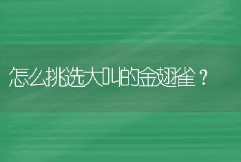 怎么挑选大叫的金翅雀？