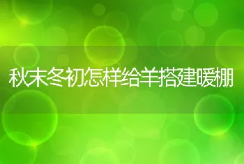 秋末冬初怎样给羊搭建暖棚