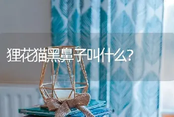 汪汪队塔克和艾拉是什么犬？