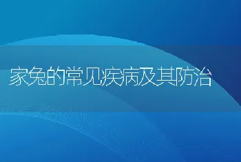 家兔的常见疾病及其防治