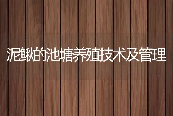 泥鳅的池塘养殖技术及管理