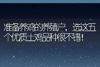 准备养鸡的养殖户，选这五个优质土鸡品种很不错！