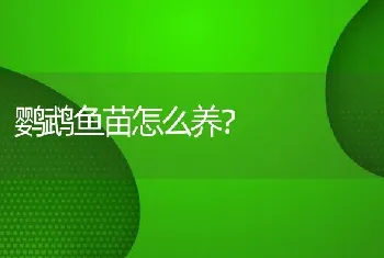 鹦鹉鱼苗怎么养？