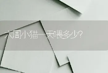 六周小猫一天喂多少？