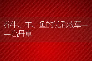 养牛、羊、鱼的优质牧草－－高丹草