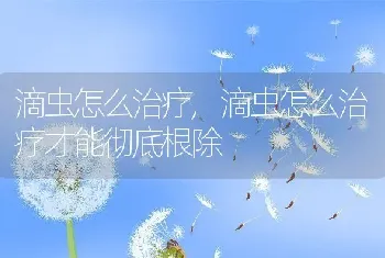 滴虫怎么治疗，滴虫怎么治疗才能彻底根除